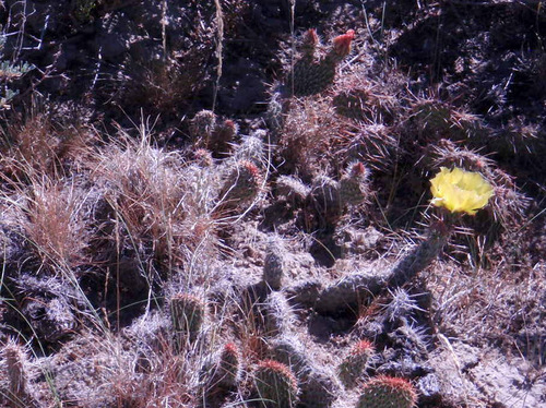 The Last Cactus Blossoms of Spring.